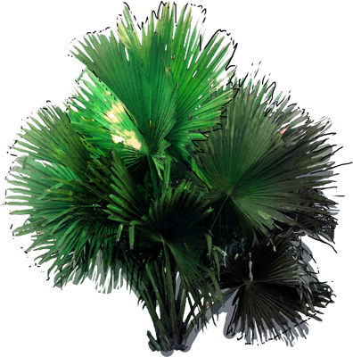 Talipot Palm